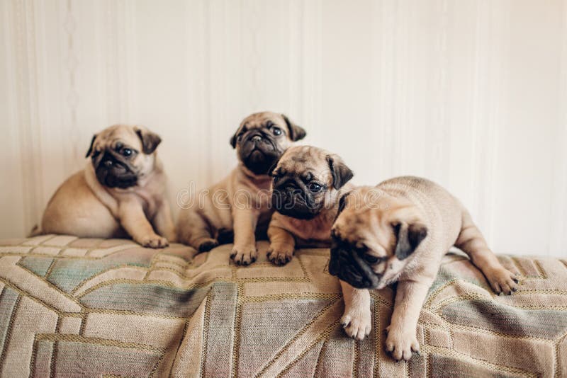 Perritos del perro del barro amasado que se sientan en el sof? r Crianza de perros imagen de archivo libre de regalías Perritos del perro del barro amasado que se sientan en el sof? r Crianza de perros imagen de archivo libre de regalías