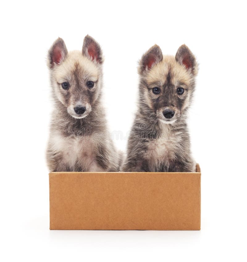 Perritos en la caja foto de archivo Perritos en la caja foto de archivo