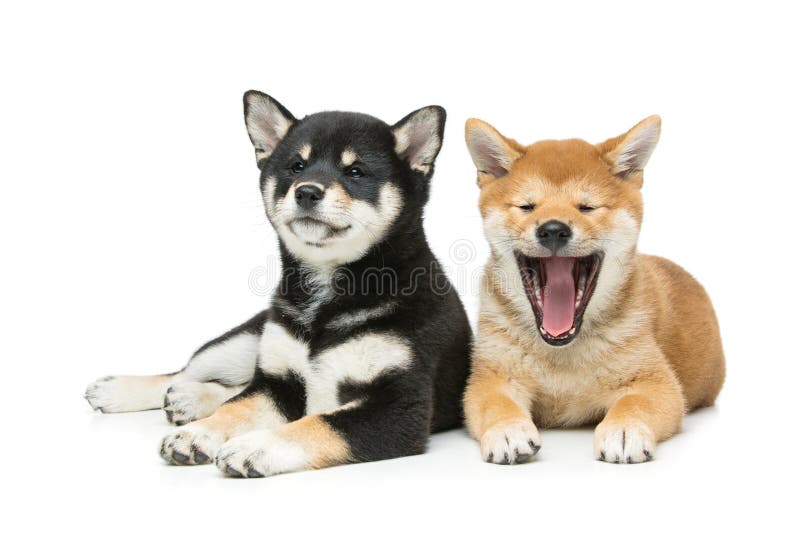 Perritos hermosos del inu del shiba aislados en blanco fotografía de archivo libre de regalías Perritos hermosos del inu del shiba aislados en blanco fotografía de archivo libre de regalías