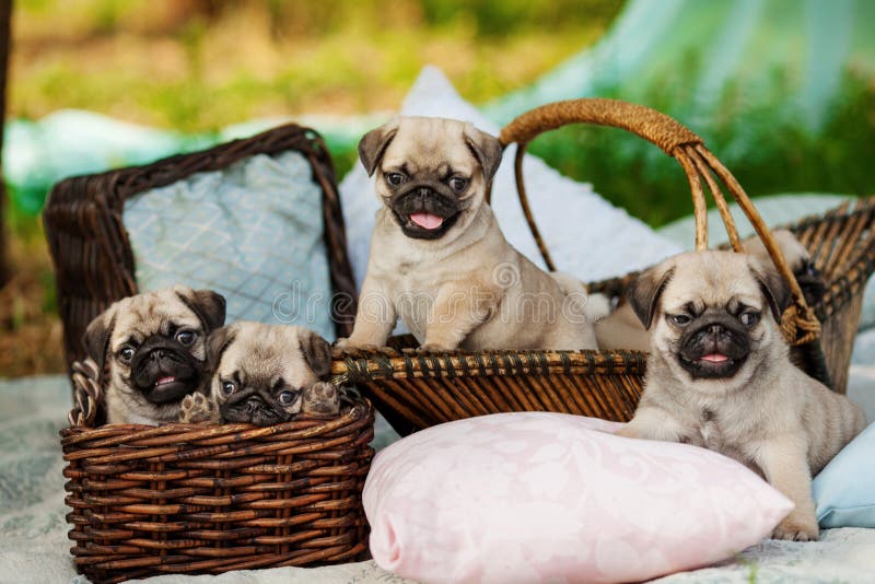 Perritos hermosos del perro del barro amasado en una cesta al aire libre el día de verano foto de archivo libre de regalías Perritos hermosos del perro del barro amasado en una cesta al aire libre el día de verano foto de archivo libre de regalías