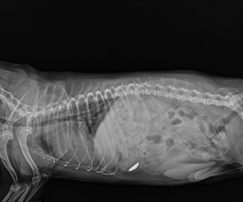 Radiografía Del Abdomen Del Perro Fotos de stock - Fotos libres de