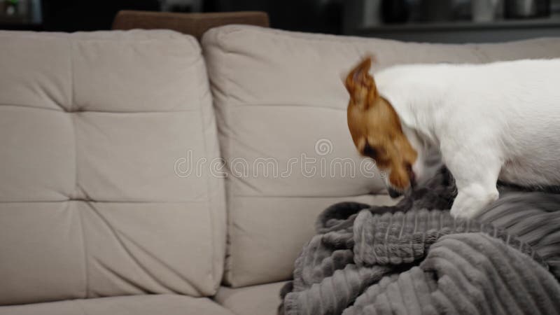 Perro activo jugando con manta en el sofá de la sala de estar buscando juguete oculto