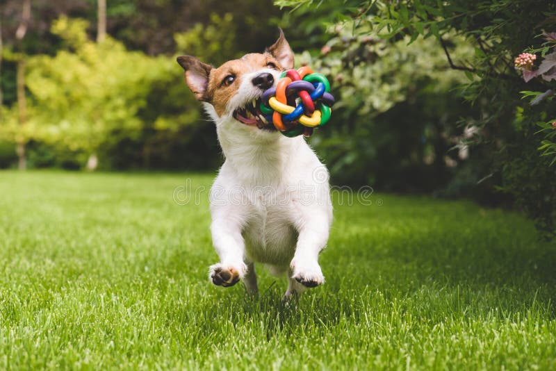 Perro activo que juega y que corre con una bola colorida imágenes de archivo libres de regalías Perro activo que juega y que corre con una bola colorida imágenes de archivo libres de regalías