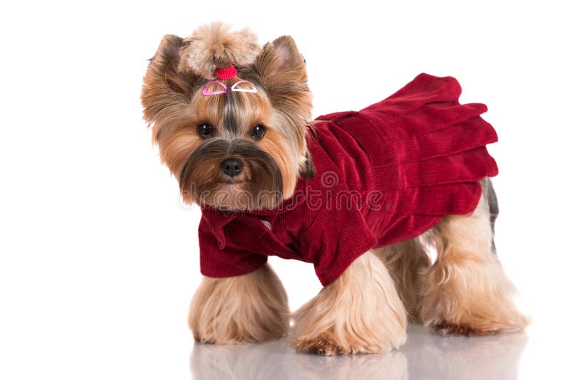 150 Perro Adorable Del Terrier De Yorkshire Ropa Fotos de stock - Fotos libres de