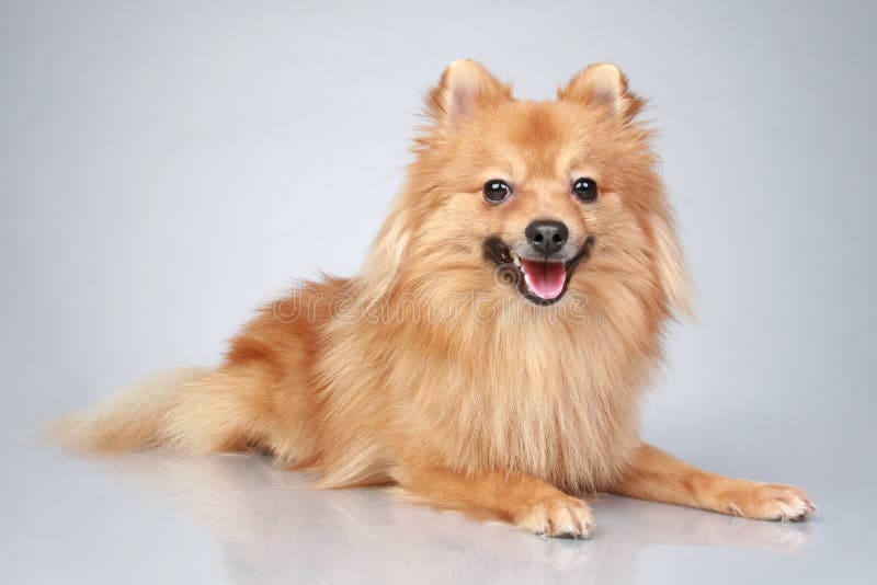 Perro alemán del perro de Pomerania en un fondo gris imagen de archivo Perro alemán del perro de Pomerania en un fondo gris imagen de archivo