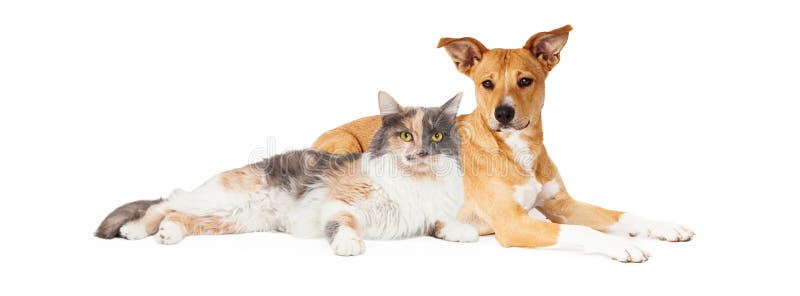 Mixed breed dog and calico cat laying together. Mixed breed dog and calico cat laying together