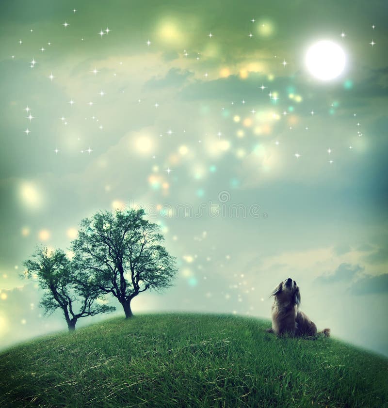 Little dachshund dog in a magical landscape in the night. Little dachshund dog in a magical landscape in the night