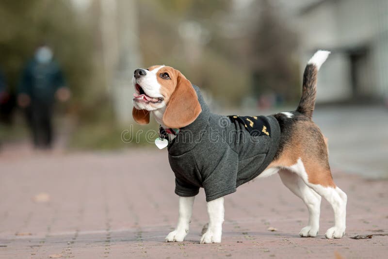 Perro Beagle. Perro En Capucha. de archivo - Imagen primer, perros: 202177960