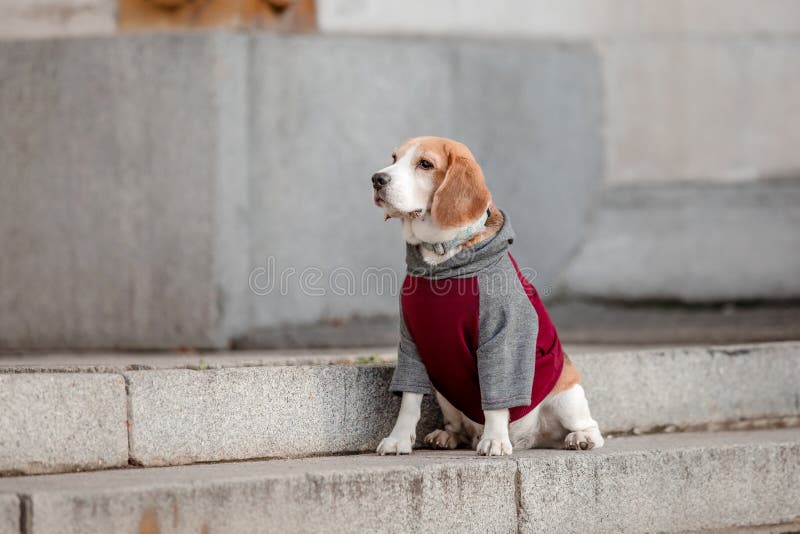 Perro Beagle. En Capucha. de archivo - Imagen de perros, lindo: 202177971