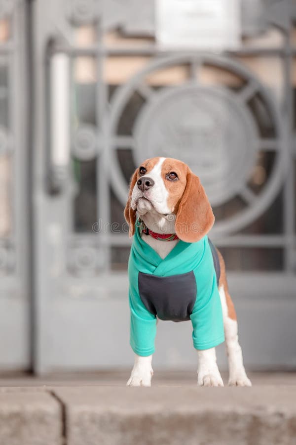Perro Beagle. Perro En Capucha. de archivo - Imagen de control, ropas: 202177978