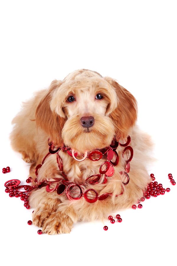 Perro beige decorativo con el ornamento rojo y las gotas rojas fotos de archivo Perro beige decorativo con el ornamento rojo y las gotas rojas fotos de archivo