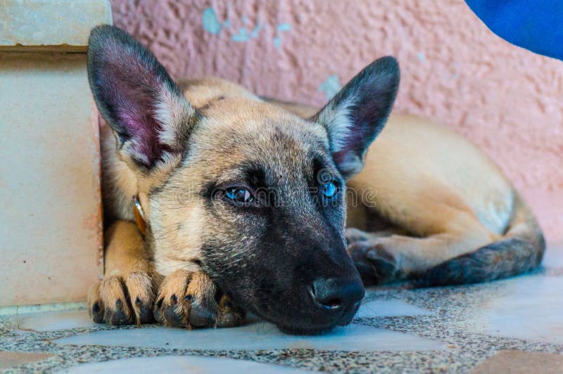 Perro belga de Malinois imágenes de archivo libres de regalías Perro belga de Malinois imágenes de archivo libres de regalías