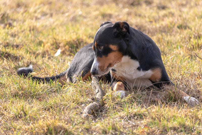 Perro blanco y negro en primavera Perro de la montaña de Appenzeller Perro enorme que mastica en un palillo imagen de archivo libre de regalías Perro blanco y negro en primavera Perro de la montaña de Appenzeller Perro enorme que mastica en un palillo imagen de archivo libre de regalías