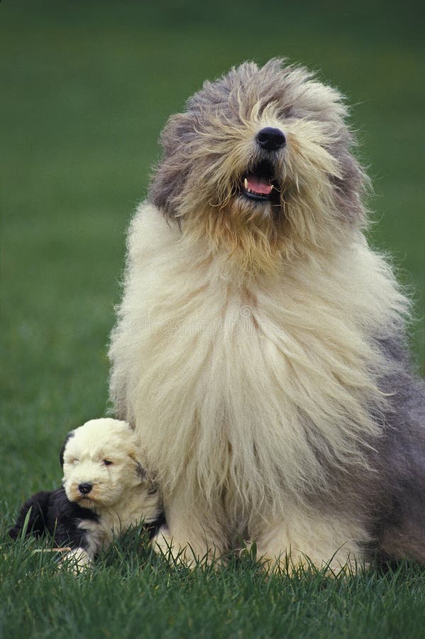 Cachorro de perro pastor inglés antiguo con la Madre sentada