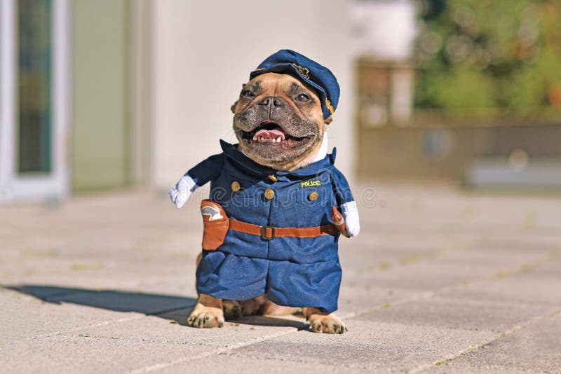 Perro Bulldog francés en disfraz de seta agárica de mosca única divertida  de pie en bosque de otoño naranja con espacio de copia Fotografía de stock  - Alamy