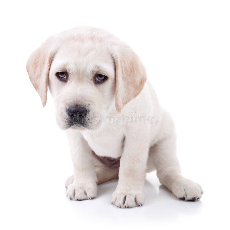 Perro cansado imágenes de archivo libres de regalías Perro cansado imágenes de archivo libres de regalías