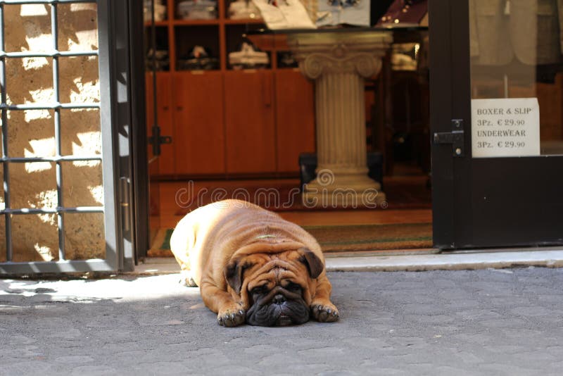 Perro cansado foto de archivo libre de regalías Perro cansado foto de archivo libre de regalías