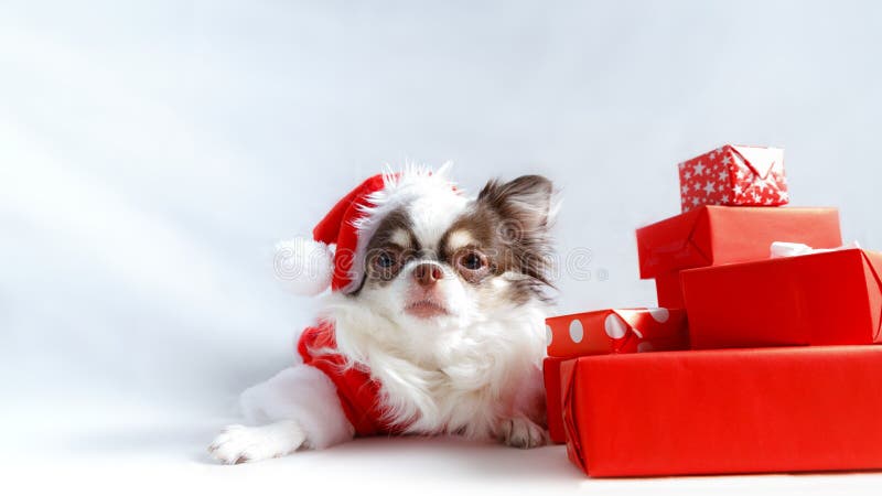 Perro Chihuahua Con Traje Rojo De Santa Navidad Con Caja De Regalo Y Mira a  Cámara Foto de archivo - Imagen de regalo, vacaciones: 204825892