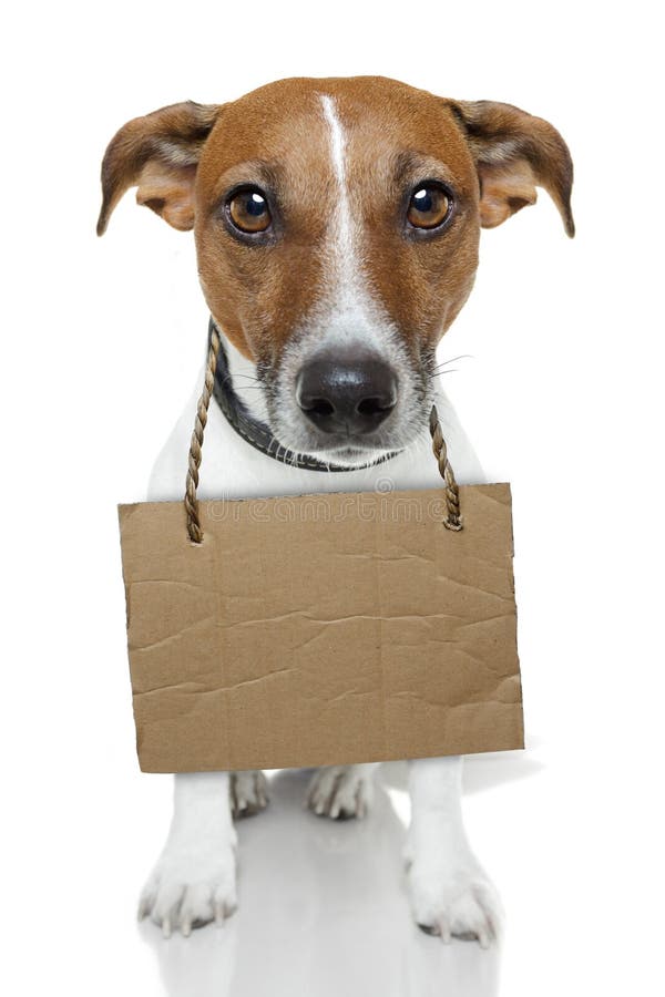 Dog with an empty cardboard. Dog with an empty cardboard