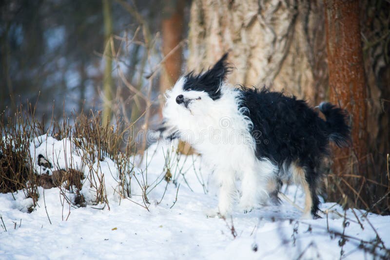 Perro con cresta chino blanco y negro divertido que sacude de nieve en un día soleado del invierno fotos de archivo Perro con cresta chino blanco y negro divertido que sacude de nieve en un día soleado del invierno fotos de archivo
