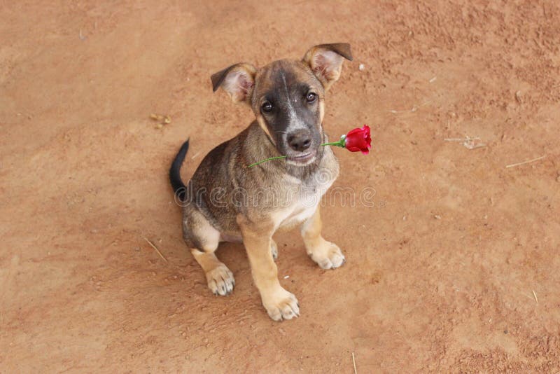 Perro con día del ` s de Rose Happy Valentine imágenes de archivo libres de regalías Perro con día del ` s de Rose Happy Valentine imágenes de archivo libres de regalías
