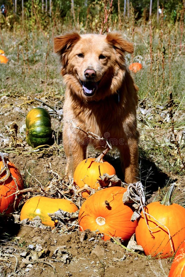 Perro con las calabazas imagen de archivo libre de regalías Perro con las calabazas imagen de archivo libre de regalías