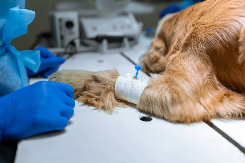 Perro con un catéter en la pata en la mesa de operaciones Preparaci?n para la cirug?a fotos de archivo Perro con un catéter en la pata en la mesa de operaciones Preparaci?n para la cirug?a fotos de archivo