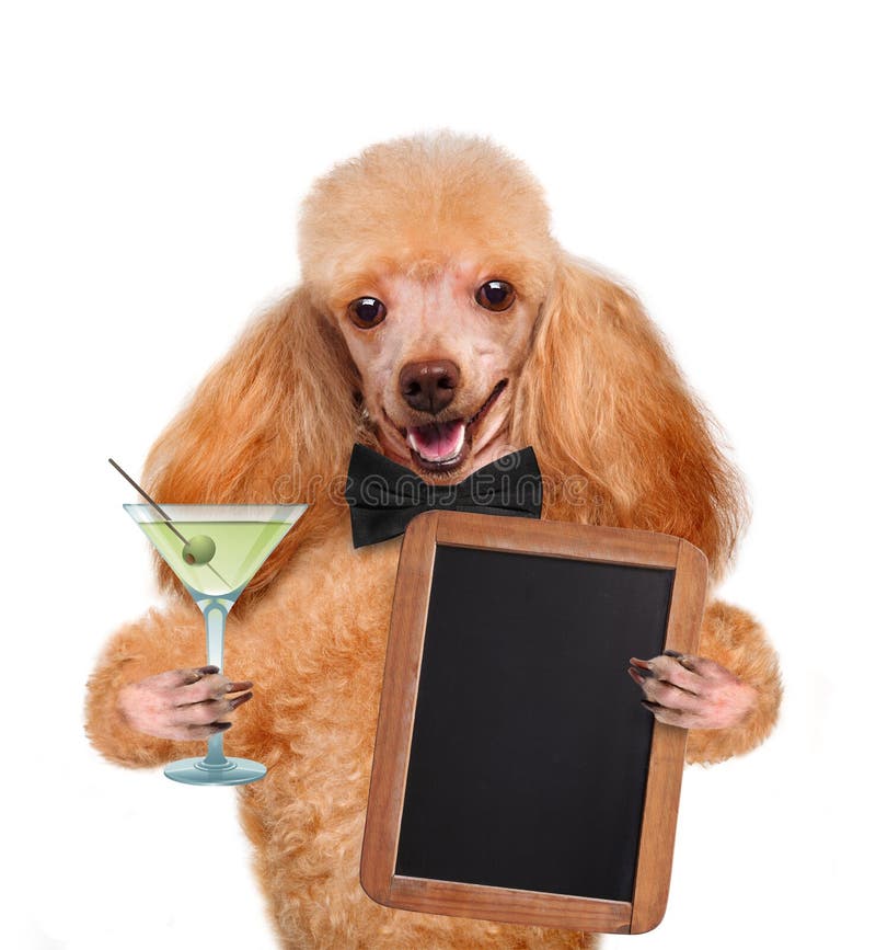 Perro con un martini imagen de archivo. Imagen de aislado 39618953