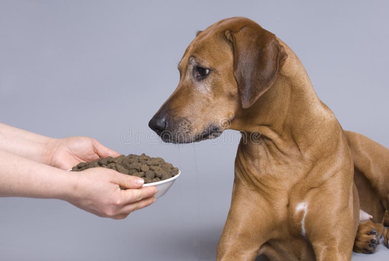 A beautiful purebred senior rhodesian ridgeback is lying with a full bowl of healthy food. What a temptation. She is watching her dish. A beautiful purebred senior rhodesian ridgeback is lying with a full bowl of healthy food. What a temptation. She is watching her dish.