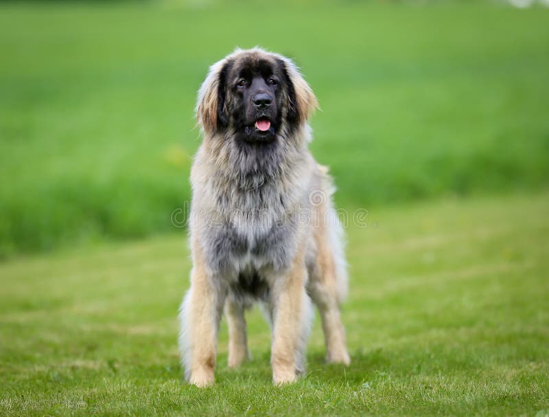 Perro criado en línea pura de Leonberger foto de archivo libre de regalías Perro criado en línea pura de Leonberger foto de archivo libre de regalías