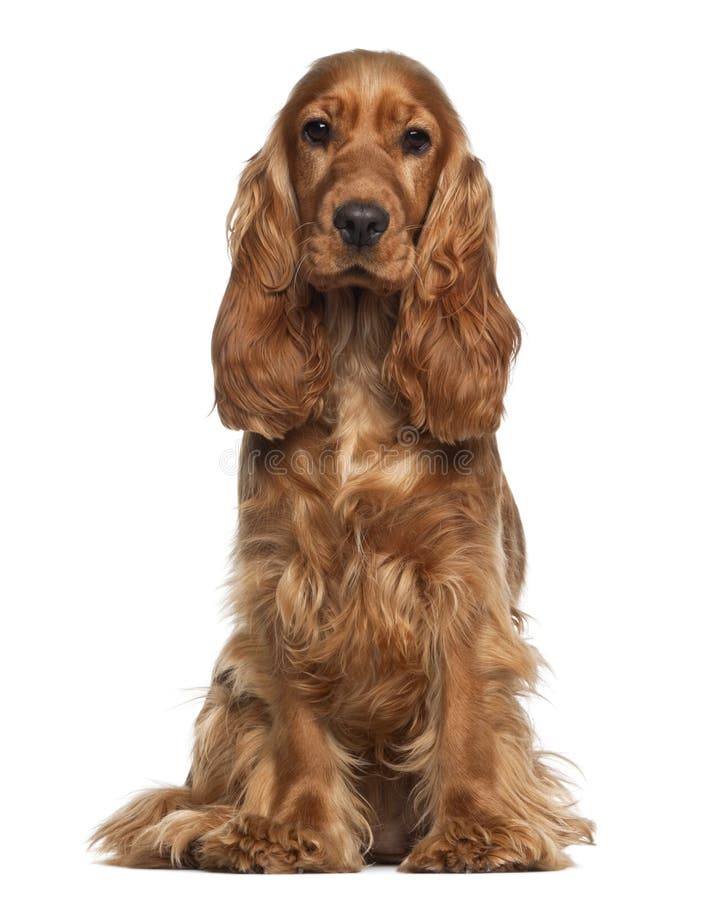 Perro de aguas de cocker inglés, 9 meses, sentándose foto de archivo Perro de aguas de cocker inglés, 9 meses, sentándose foto de archivo