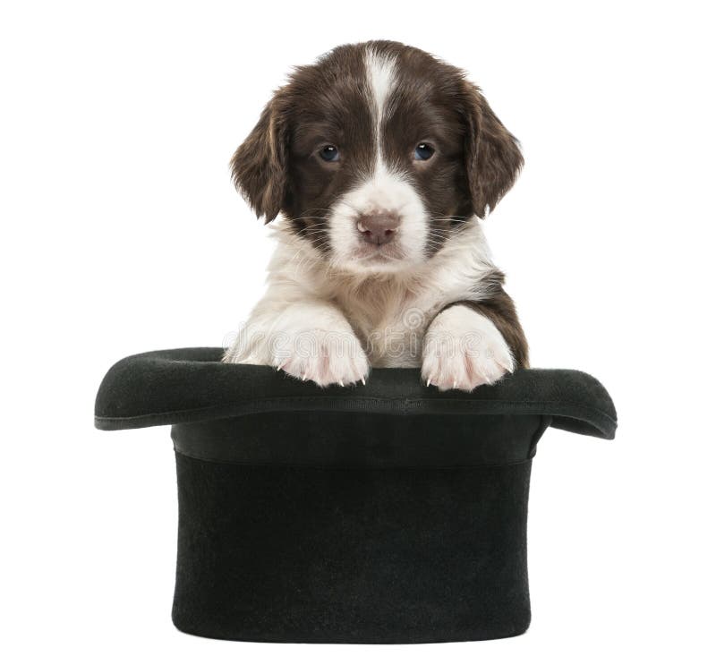 Perro de aguas de saltador inglés, 5 semanas de viejo, sentándose fotografía de archivo libre de regalías Perro de aguas de saltador inglés, 5 semanas de viejo, sentándose fotografía de archivo libre de regalías