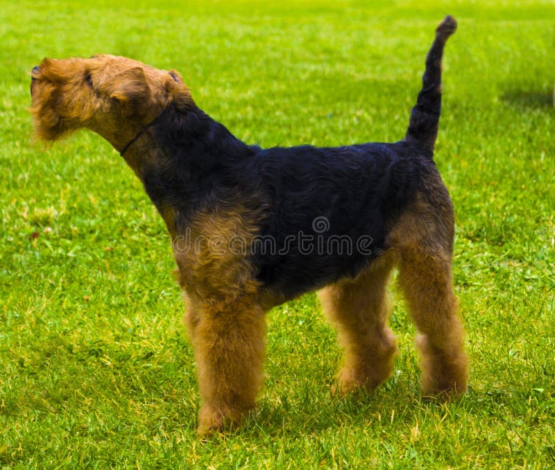 Perro de Airedale Terrier Retrato del terrier agradable del airedale en el jardín fotos de archivo libres de regalías Perro de Airedale Terrier Retrato del terrier agradable del airedale en el jardín fotos de archivo libres de regalías