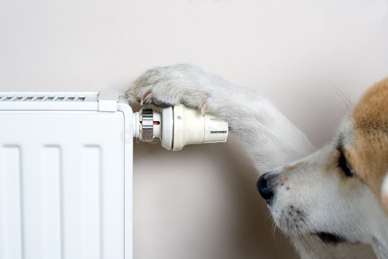 Perro de Akita que ajusta temperatura de la comodidad