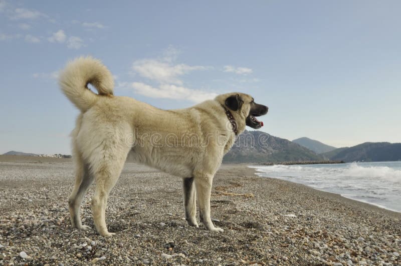 Perro de Anatolia de Shepperd imagenes de archivo Perro de Anatolia de Shepperd imagenes de archivo