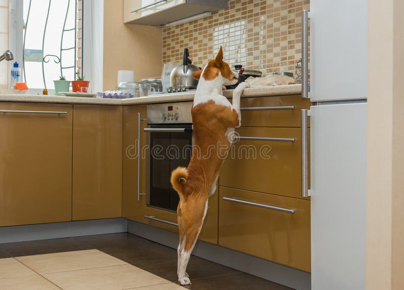 Perro de Basenji que examina a fondo la cocina mientras que siendo solo casero fotos de archivo libres de regalías Perro de Basenji que examina a fondo la cocina mientras que siendo solo casero fotos de archivo libres de regalías