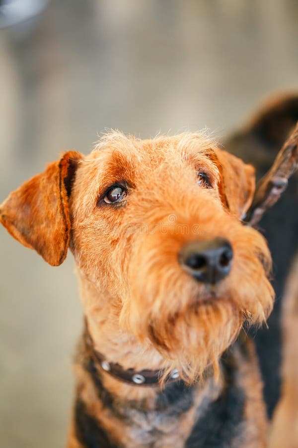 Perro de Brown Airedale Terrier imagen de archivo libre de regalías Perro de Brown Airedale Terrier imagen de archivo libre de regalías