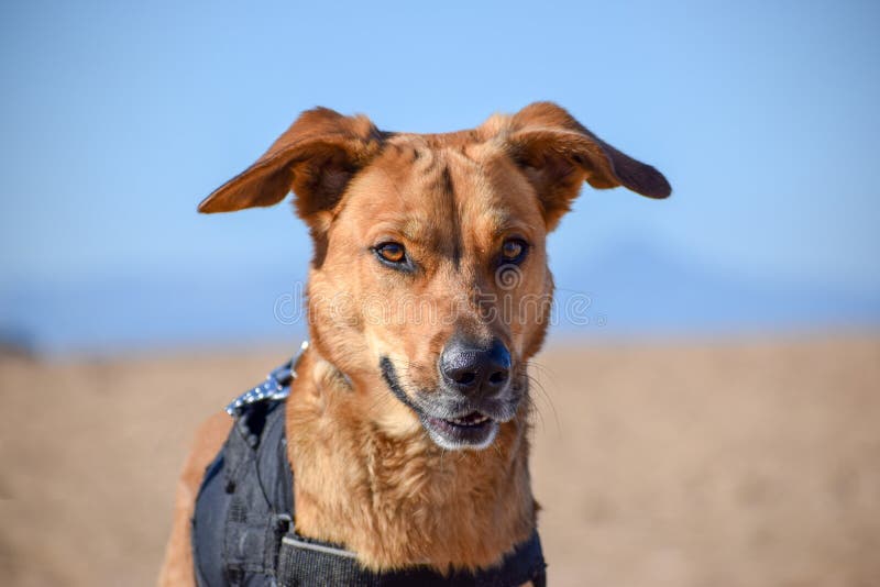 Perro de Brown que presenta con la cara del diablo en la playa fotografía de archivo libre de regalías Perro de Brown que presenta con la cara del diablo en la playa fotografía de archivo libre de regalías