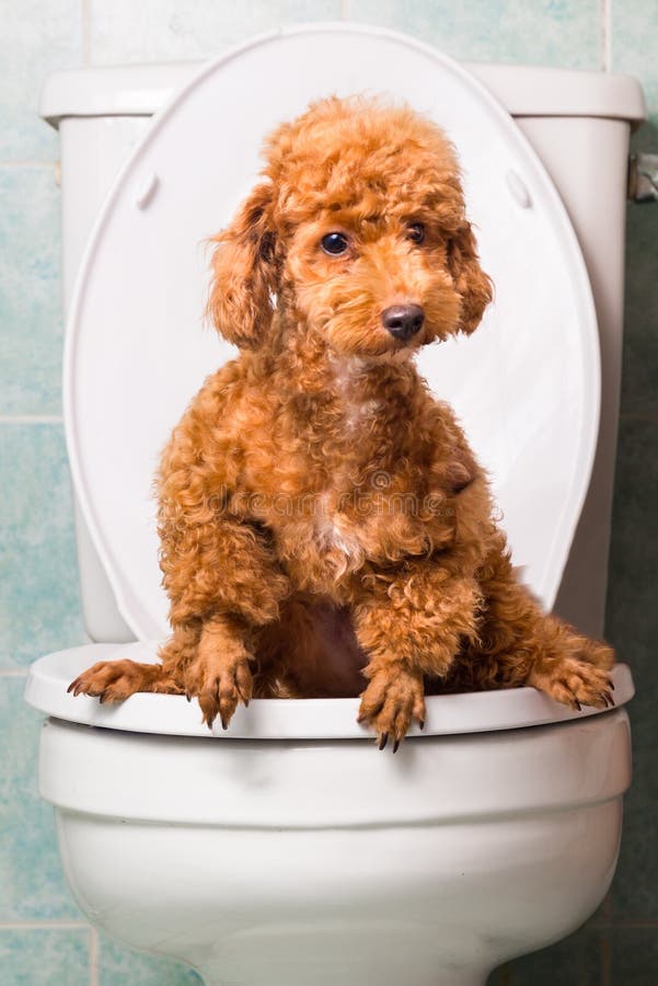 Perro de caniche marrón elegante pooping en la taza del inodoro fotografía de archivo Perro de caniche marrón elegante pooping en la taza del inodoro fotografía de archivo