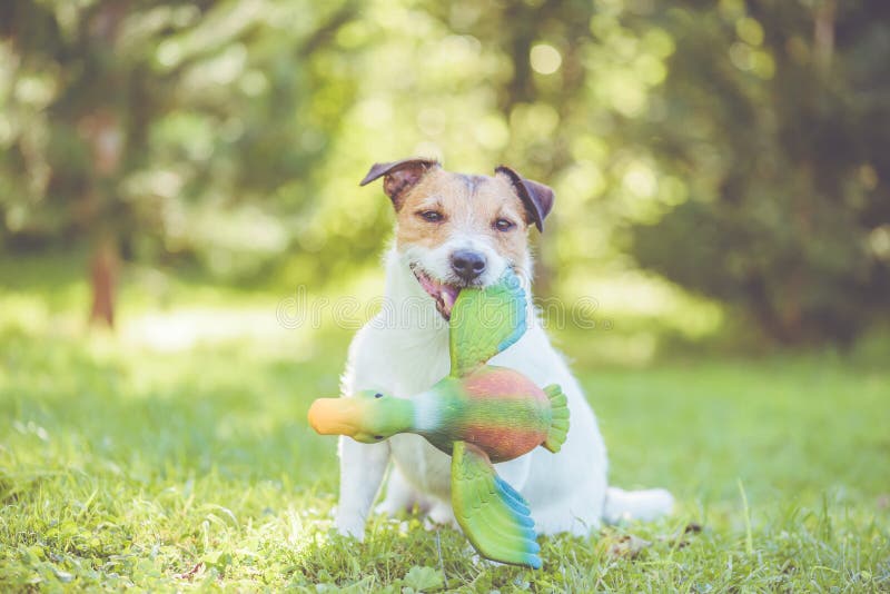 Perro de caza que lleva a cabo el juego de entrenamiento simulado en la boca que se sienta en hierba verde foto de archivo libre de regalías Perro de caza que lleva a cabo el juego de entrenamiento simulado en la boca que se sienta en hierba verde foto de archivo libre de regalías