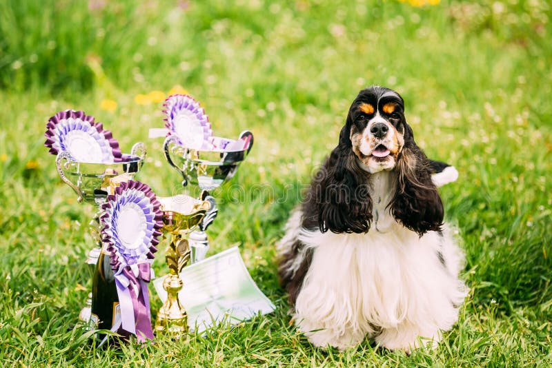 Perro de cocker spaniel del americano que se sienta en hierba verde al lado de tres imágenes de archivo libres de regalías Perro de cocker spaniel del americano que se sienta en hierba verde al lado de tres imágenes de archivo libres de regalías