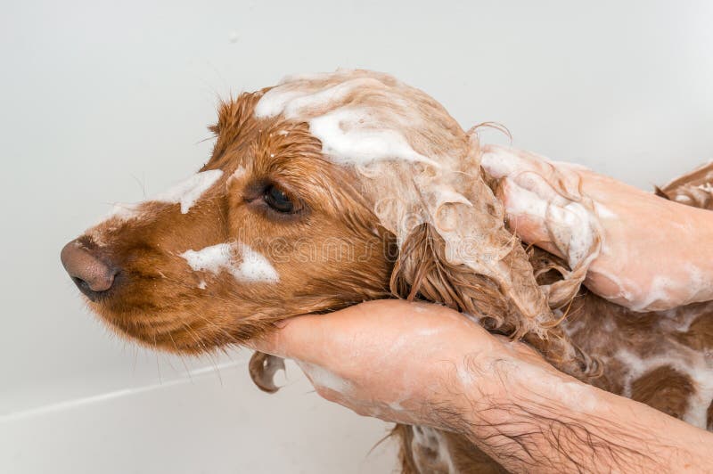 Perro de cocker spaniel que toma una ducha con champú y agua