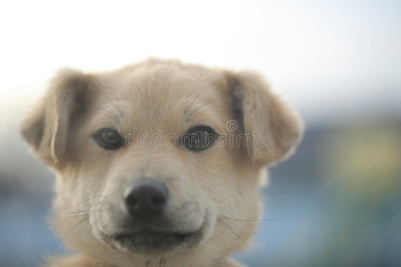 Perro de color beige retrato mirando por la ventana imagen de archivo