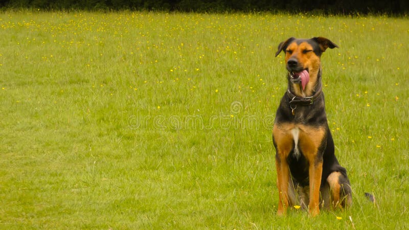 Perro de Huntaway en el entrenamiento para la b?squeda y el rescate, un d?a hermoso para entrenar al aire libre fotografía de archivo libre de regalías Perro de Huntaway en el entrenamiento para la b?squeda y el rescate, un d?a hermoso para entrenar al aire libre fotografía de archivo libre de regalías