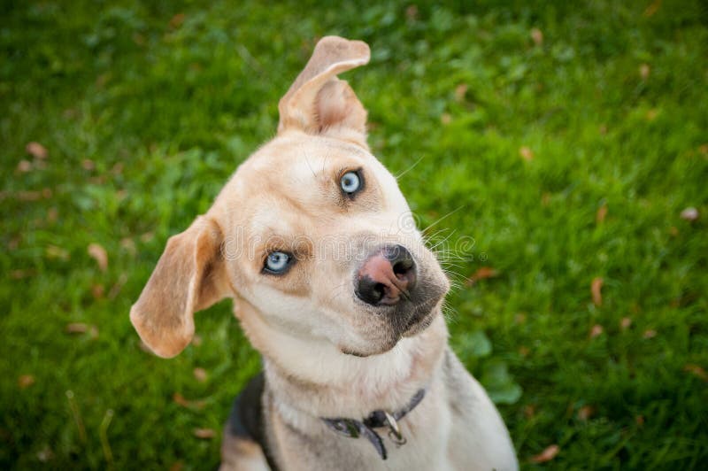 Perro de Husky Labrador Mutt Mixed Breed con los ojos azules