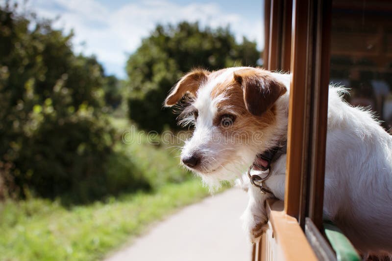 PERRO DE JACK RUSSELL QUE VIAJA EN TREN EL LA ESTACIÓN DE VACACIONES, PAISAJE DEFOCUSED COMO FONDO imagen de archivo libre de regalías PERRO DE JACK RUSSELL QUE VIAJA EN TREN EL LA ESTACIÓN DE VACACIONES, PAISAJE DEFOCUSED COMO FONDO imagen de archivo libre de regalías
