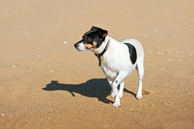 Perro de Jack Russell Terrier en fondo de la naturaleza foto de archivo libre de regalías Perro de Jack Russell Terrier en fondo de la naturaleza foto de archivo libre de regalías