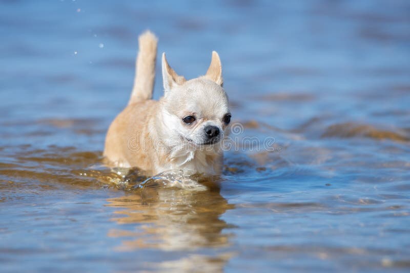 Perro De La Chihuahua Que Corre En El Agua Foto de archivo Imagen de