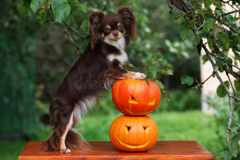 Download Perro De La Chihuahua Que Presenta Con Las Calabazas Talladas Foto de archivo - Imagen de haired, lindo: 100528016