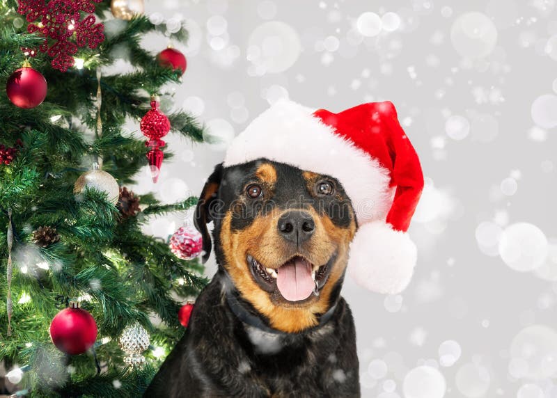 Santa Paws Globo Adorno Árbol de Navidad Decoración Dog Rottweiler Regalo De Navidad